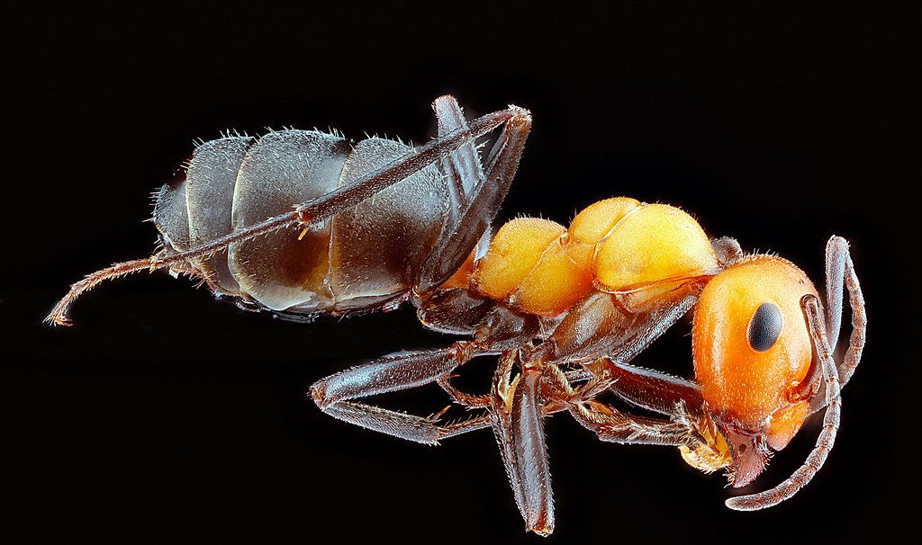 Ant Control service in Cedar Park, TX
