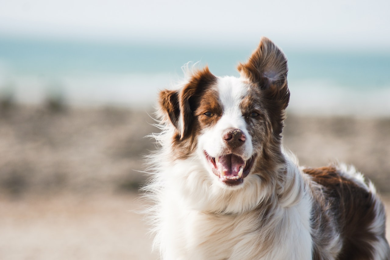 Flea & Tick Control service in Cedar Park, TX