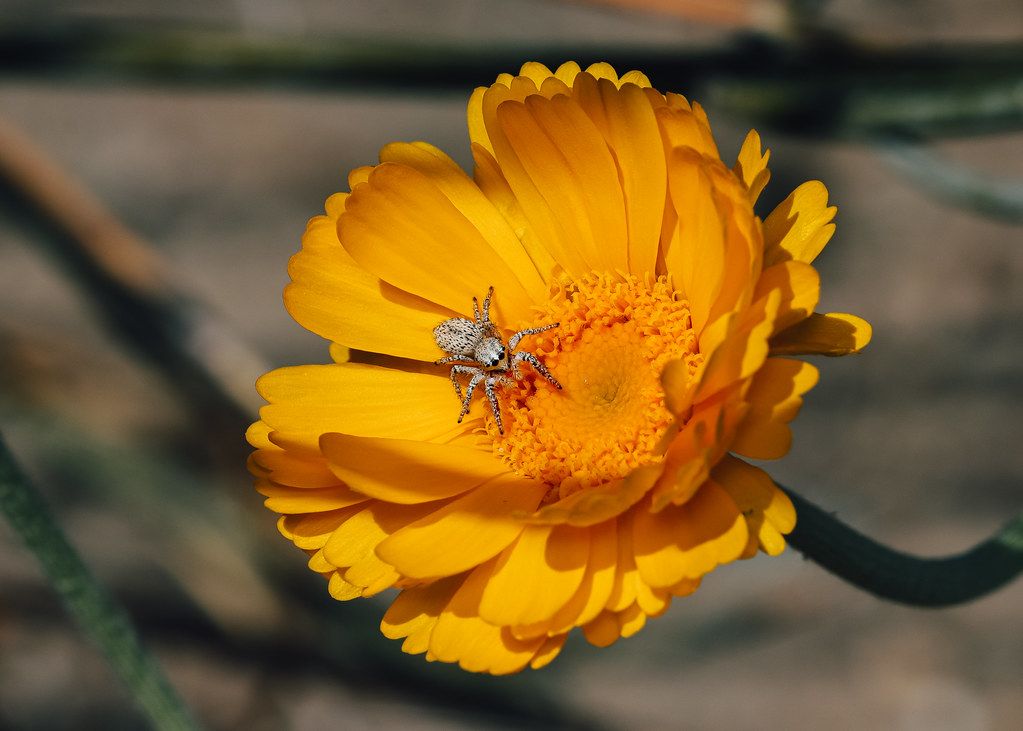 Spider Control service in Cedar Park, TX